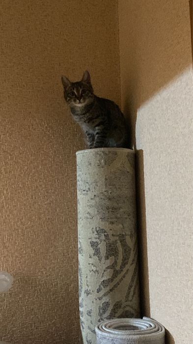 Отдам Кота бесплатно