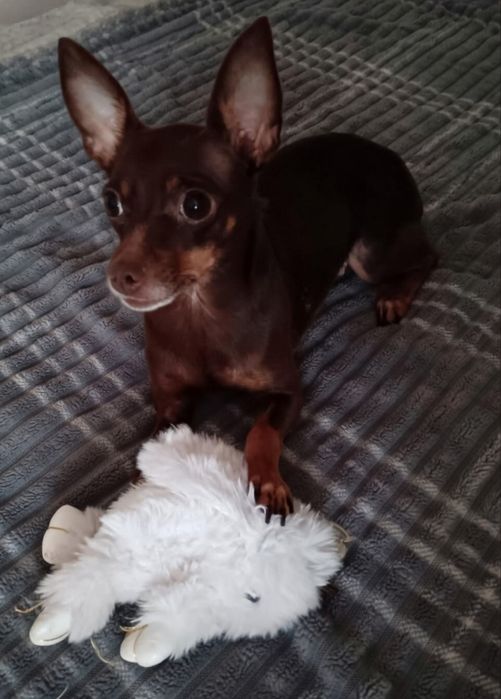 Русский той девочка