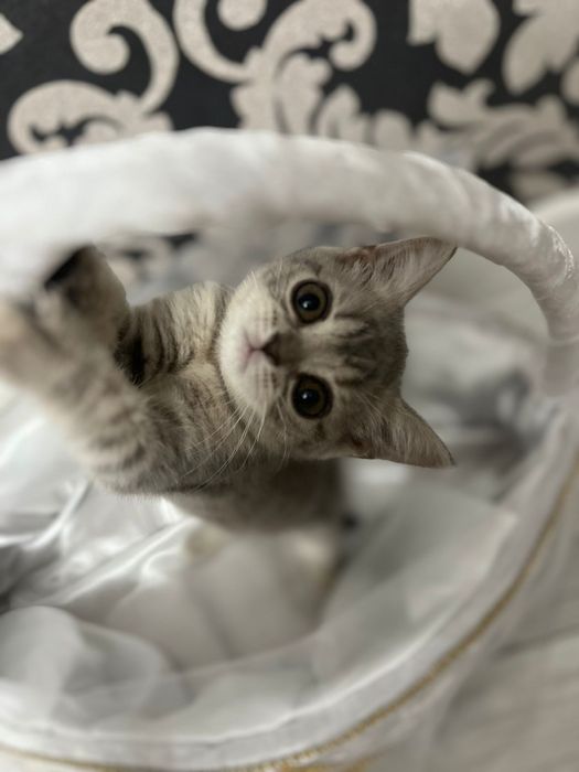 Котенок чистокровный