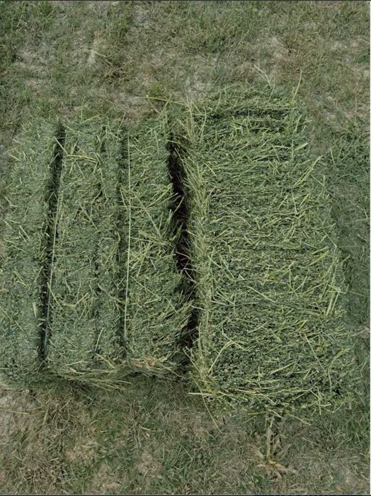 beda bogli bor srochna sotiladi