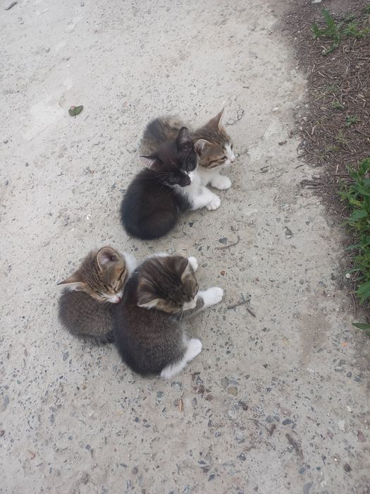 На добрые руки котенки