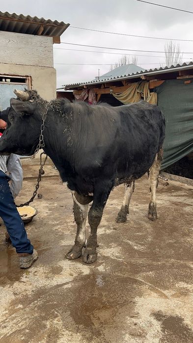 Бұха сатылады екі жасар бағ бір милион
