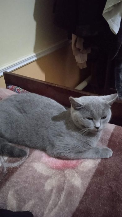 Skottish strayt qiz bola