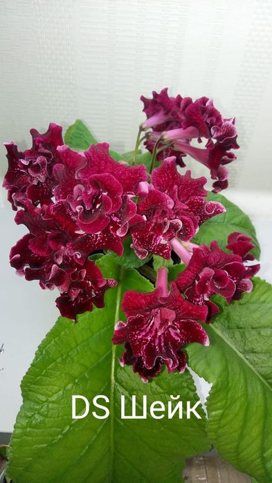 Стрептокарпус детки