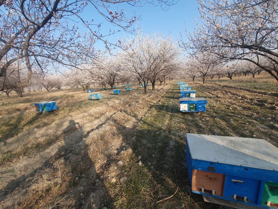 Asalari yashiklari bilan komplekt sotiladi. 20ta yashikda.