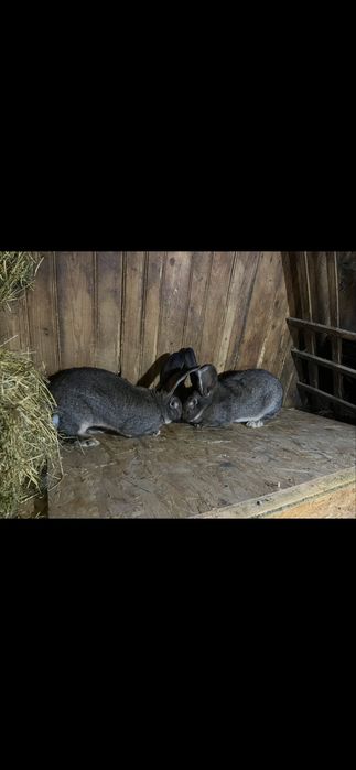 De vânzare pereche  Urias german