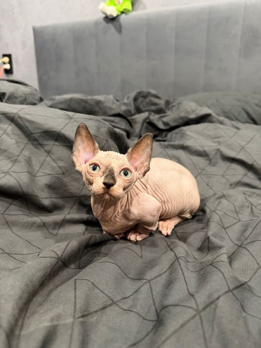 Очаровашки сфинксы бамбино и эльф