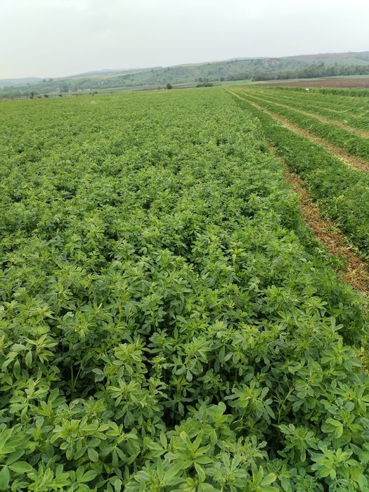 Baloti de lucernă coasa a doua
