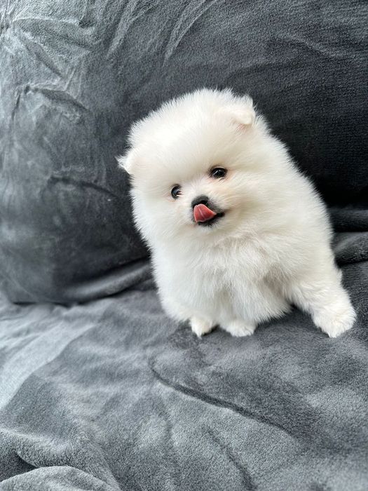 Pomeranian mini spitz