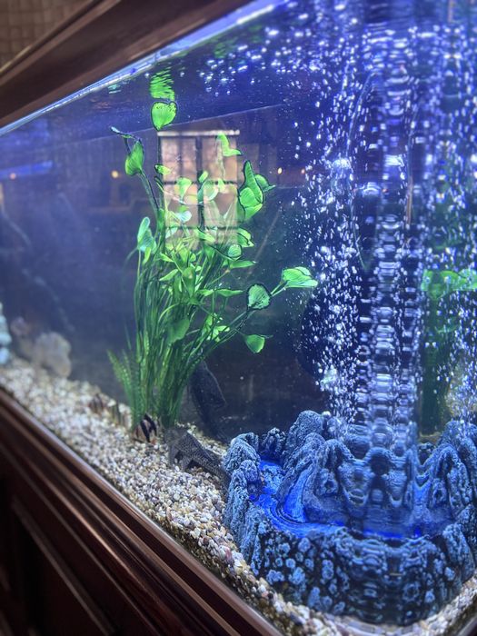 Чистка аквариумов