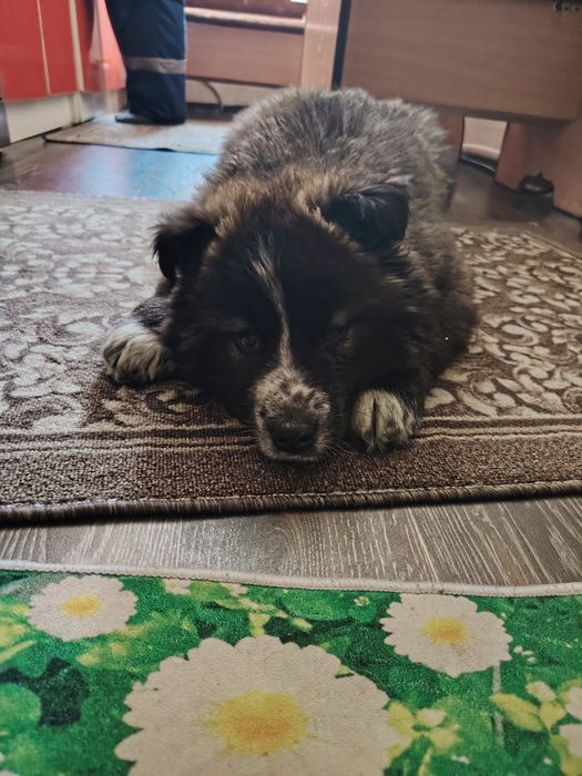 Щенок алабая и хаски