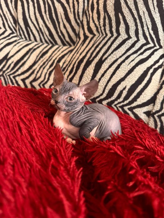 Котенок девочка сфинкс