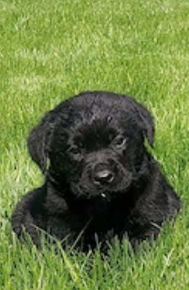Labrador  Retriever 7 săptămâni