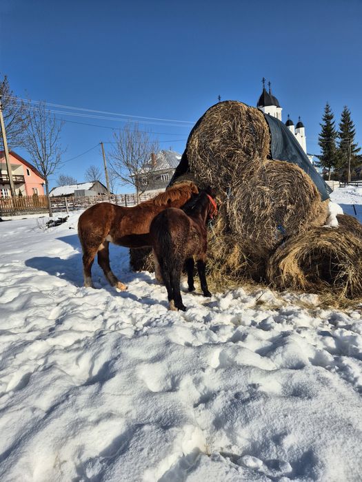 De doi minji ,preț negociabil