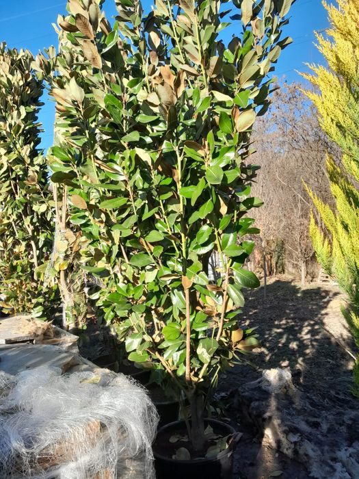 Avem plante ornamentale de ce mai buna calitate