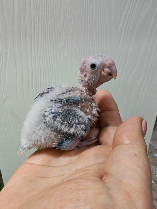 Продаётся птенец попугая Пирруры