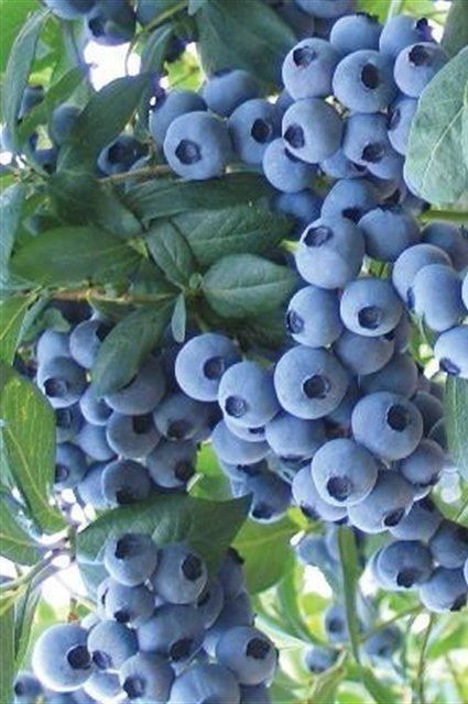 Arbuști Fructiferi (Afin )