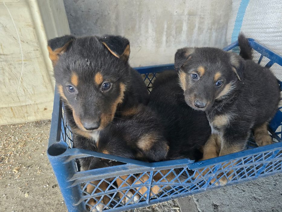 Продам щенков немецкой овчарки