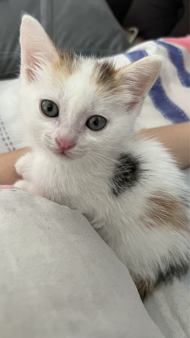 отдам за доброгочеловека