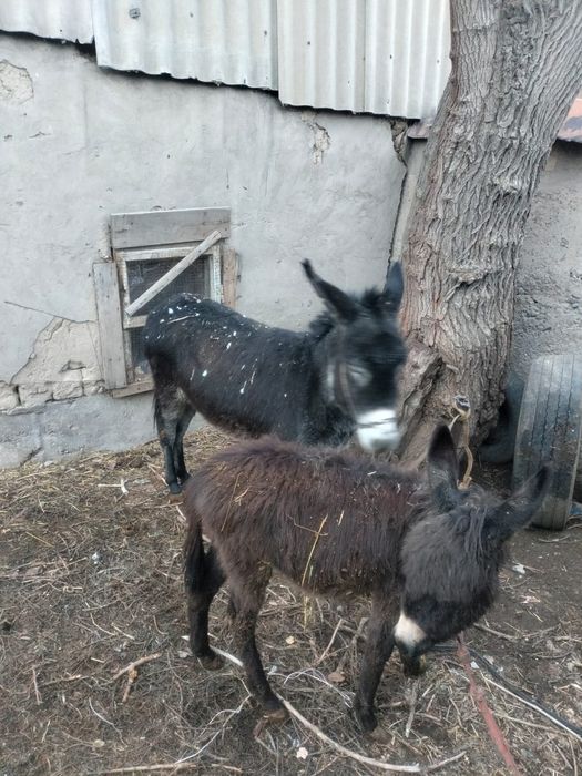 Продам срочно осел