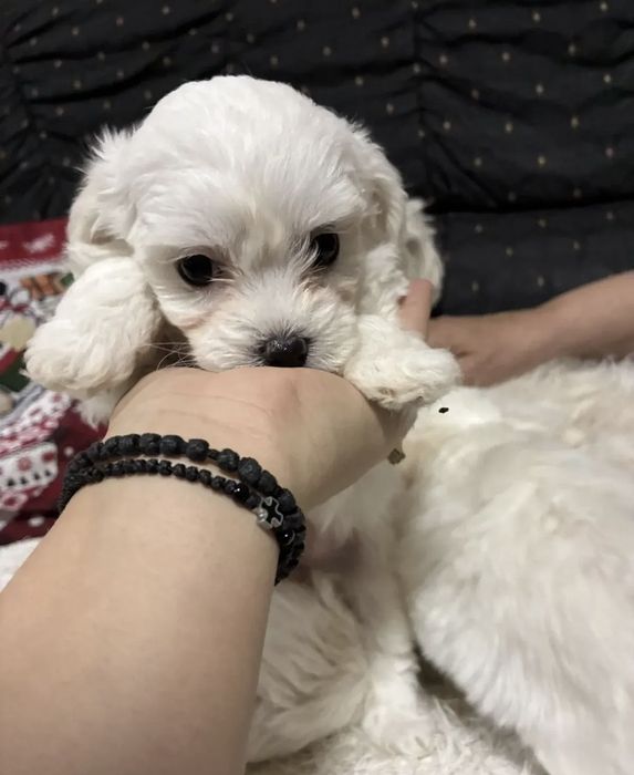 Мини Малтийска болонка