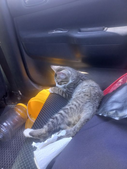 Отдам даром кота