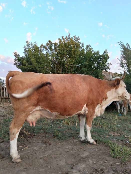 Продам корову. Дойную.