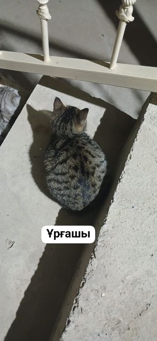 Тегін мысық беремін