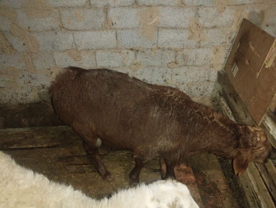 Кошкар кошкар кошкар