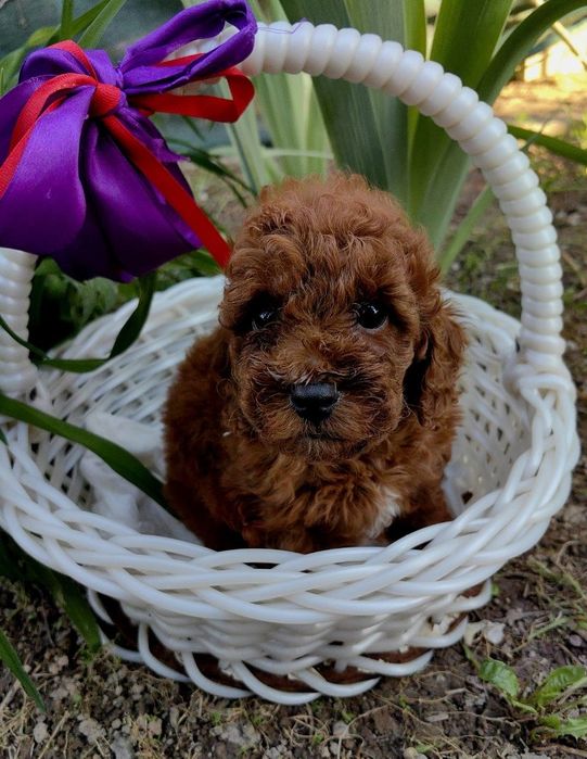 Мальчики и девочки , мальтипу , окраса  ред браун,