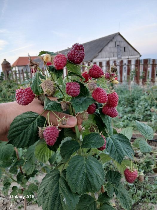 Zmeura proaspata si aromata