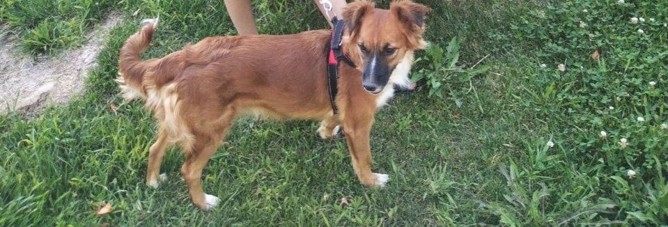 Отдам собаку в хорошие руки