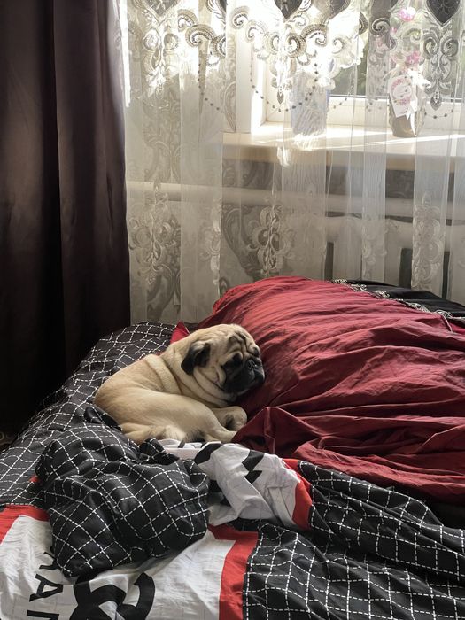 Мопс Жорик ищет подружку