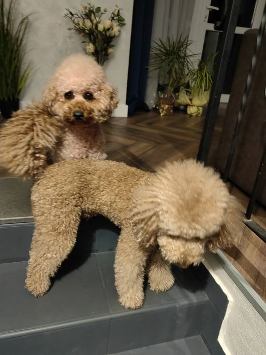 Прекрасни мини пуделчета