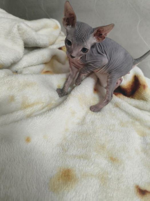 Котенок Донской Сфинкс
