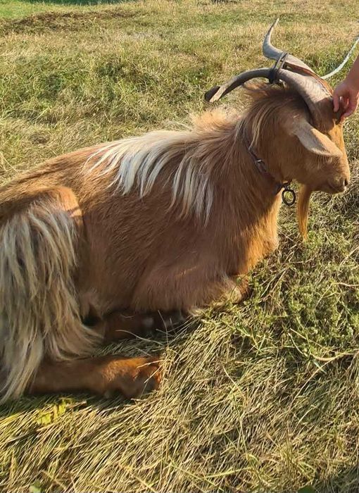 Vand  Țap  rosu 40kg