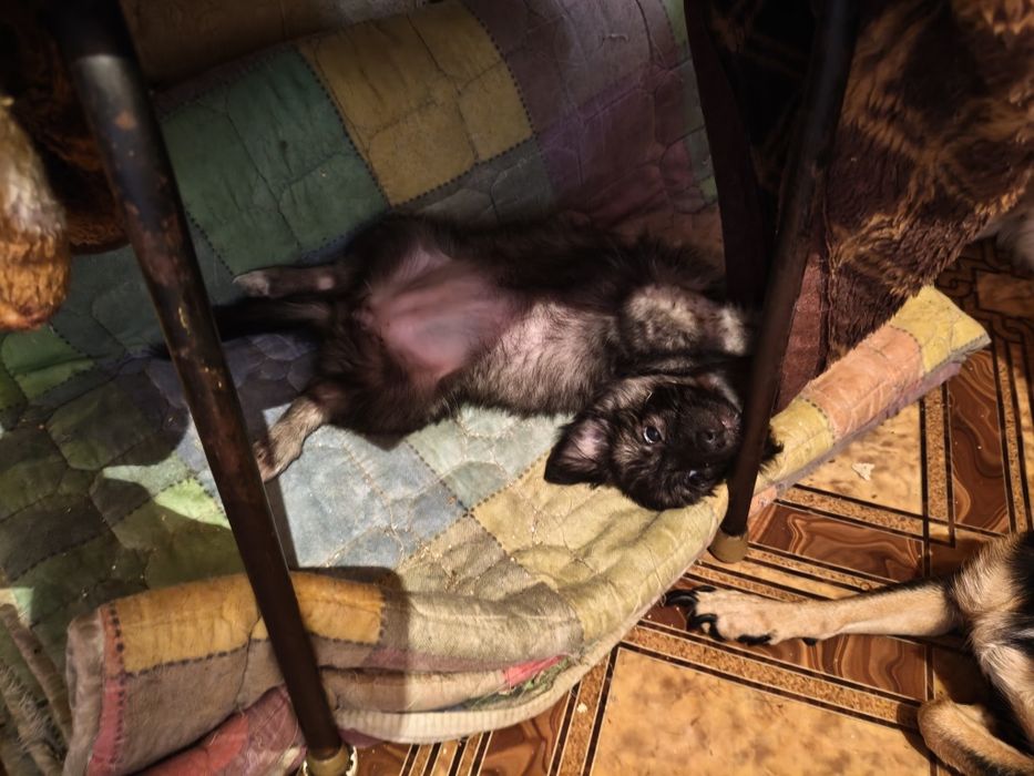 Отдам в Добрые Руки