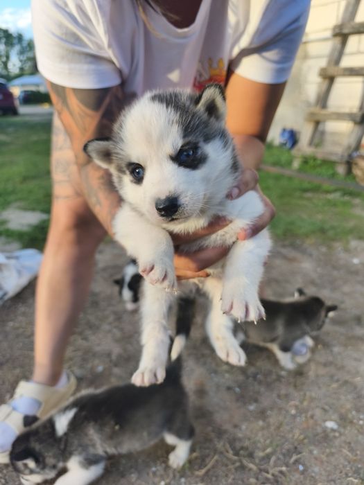 Cățeluși husky perfect sănătoși