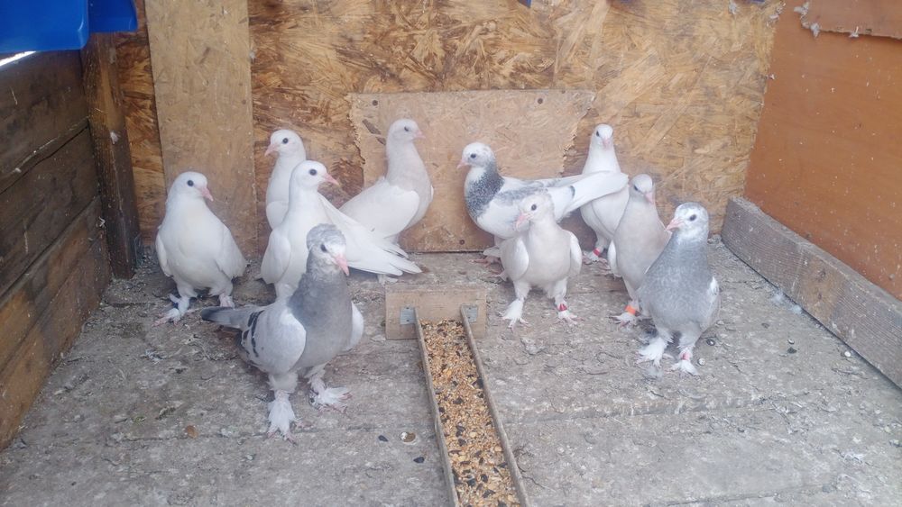 Продам голубей порода Такла