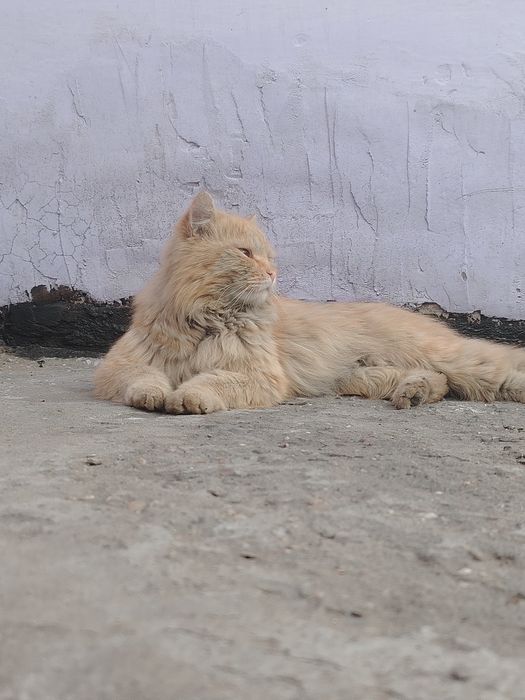 Пропал кот в районе мичурина