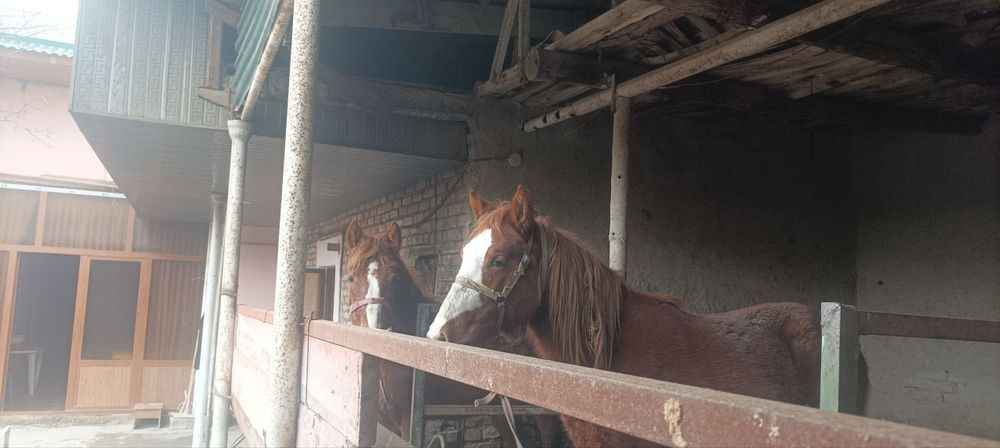 Toylar sotiladi bitasi nar bitasi moda