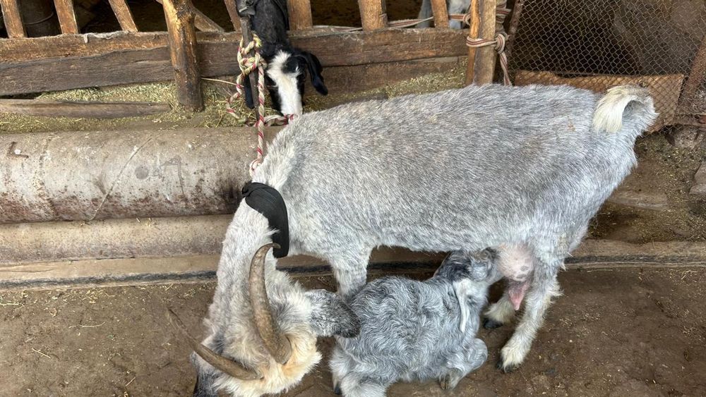 Ешкі сатылады...