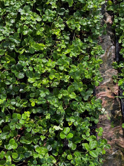 Продам рассаду клубники