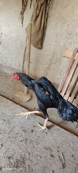 Para sotiladi qoravoylar