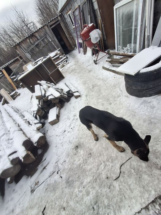 Продам еврапейку