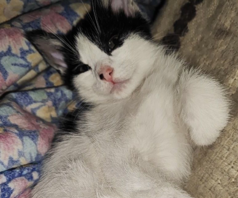 Котенок в добрые руки