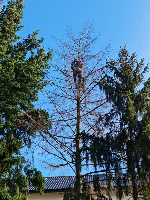 Taiere copaci defrisari toaletare curățare terenuri poze pe watap
