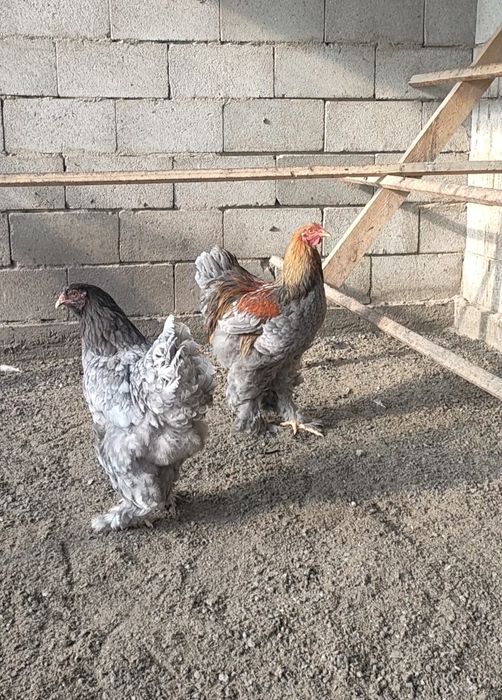 Продам Кохинхины Брамы.