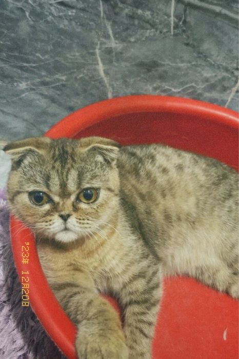 Шотландская вислоухая кошка