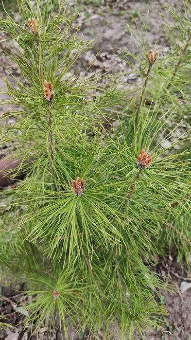 Сосна обыкновенная